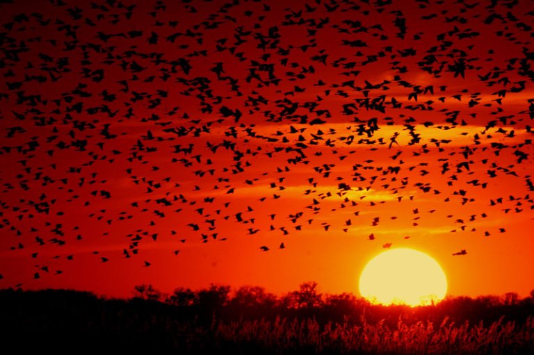 Blackbirds at sunrise