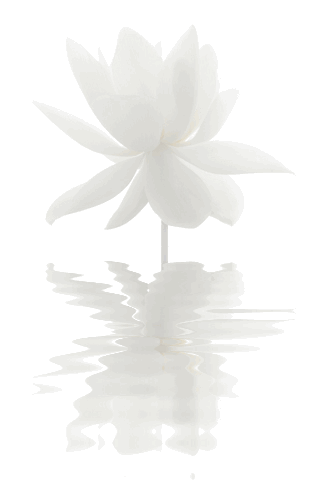white lotus reflections