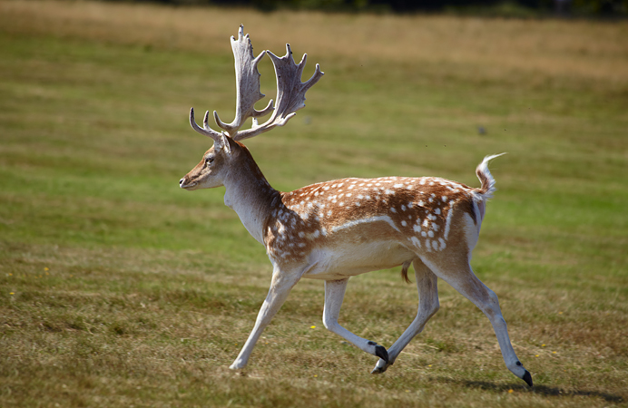 Running dappled deer