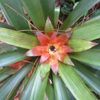 Bromeliad in Bloom