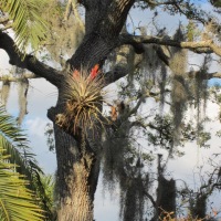 Oak Tree with Air Plant